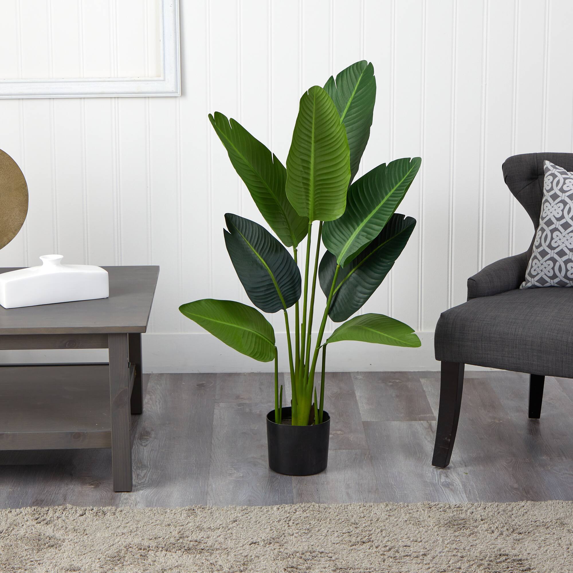 4ft. Potted Travelers Palm Tree